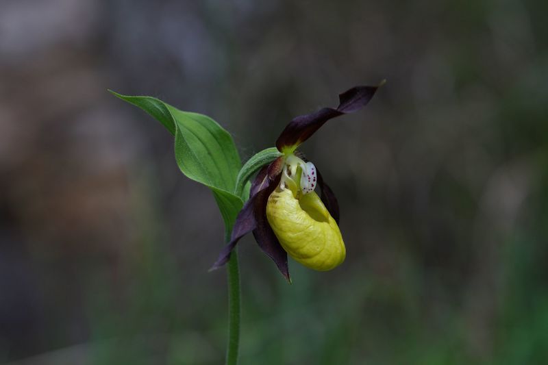 Datei:Frauenschuh 2208 2011-05-26.jpg
