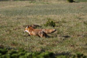 Fuchs-sabinkar 89655 2015-06-08.jpg