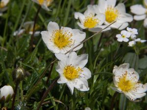 Giglach 2197 2006-07-10.jpg