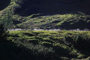 Gumpenkar 53222 2017-07-05.jpg