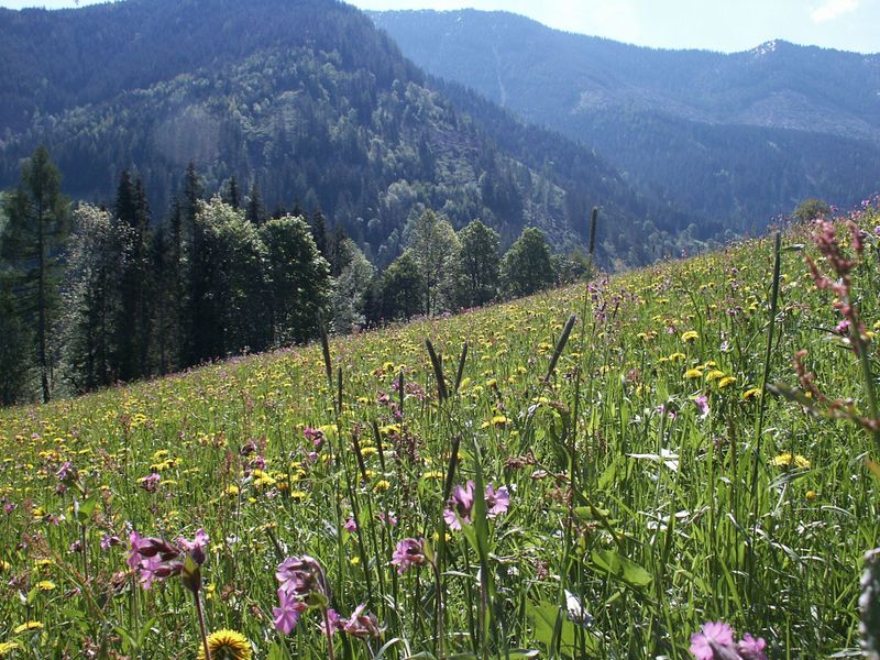 Datei:Sattental 42592 2004-05-31.jpg