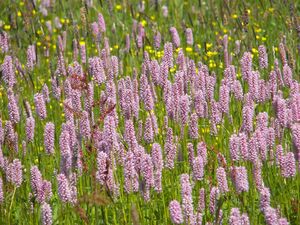Schlangenknöterich 25212 2006-06-12.jpg