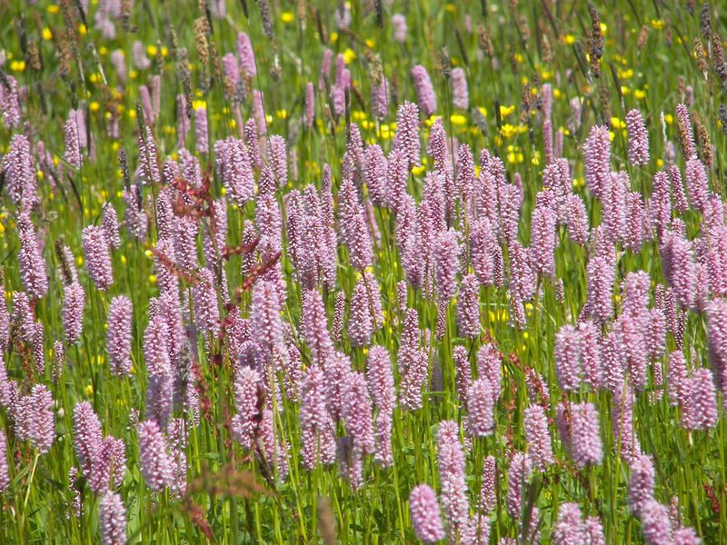 Datei:Schlangenknöterich 25212 2006-06-12.jpg