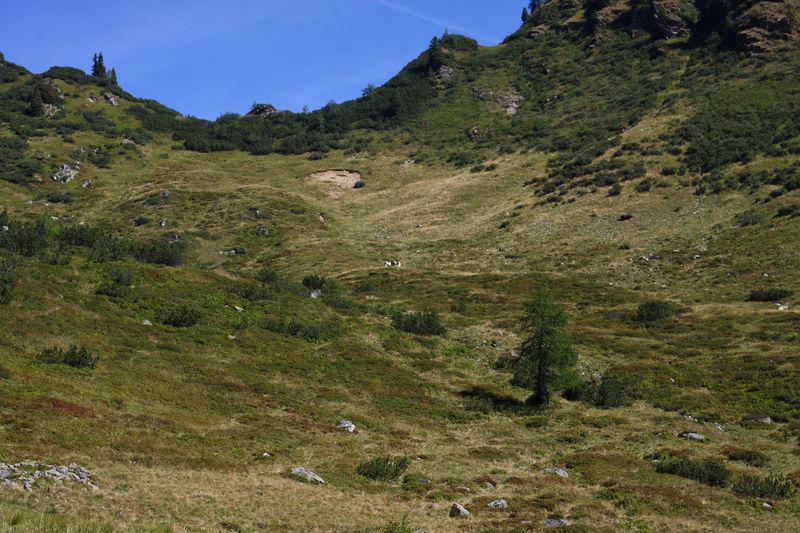 Datei:Lassachalm (Alm) 02540 2015-08-28.jpg