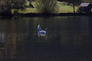Grundlsee See 77982 2014-11-03.jpg
