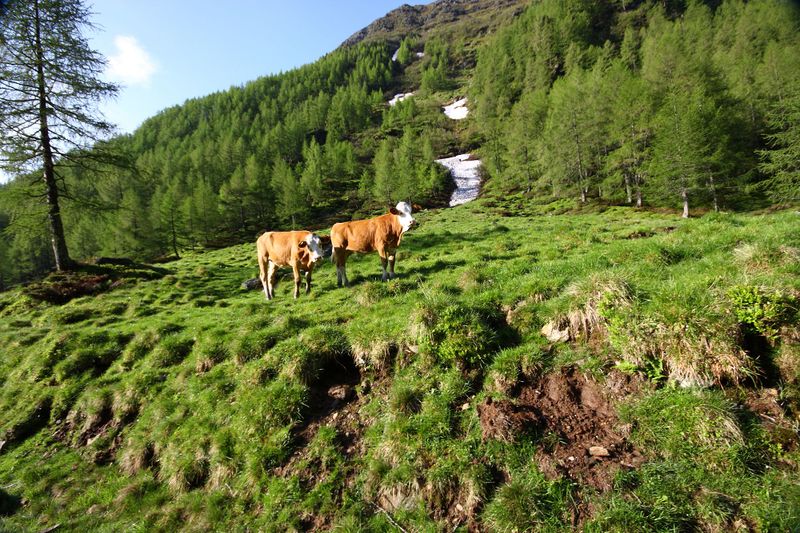 Datei:Katschtal 92566 2013-06-16.jpg