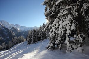 Obere alpstegalm-1000-2018-11-28-2.jpg