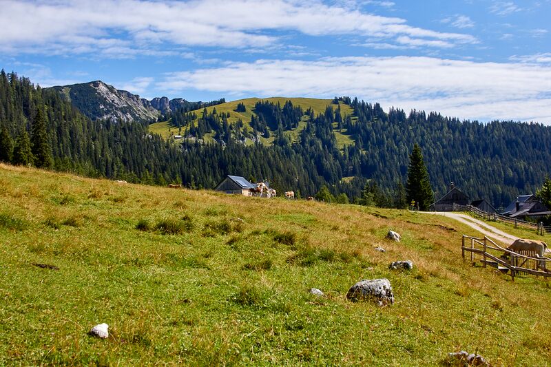 Datei:Bärenfeichtenalm-3153-2021-08-03.jpg