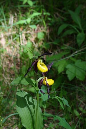 Frauenschuh 2015 2008-05-29.jpg