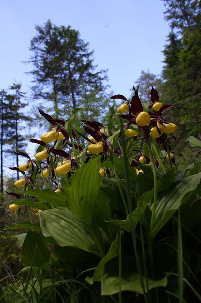 Datei:Frauenschuh 2299 2011-05-26.jpg