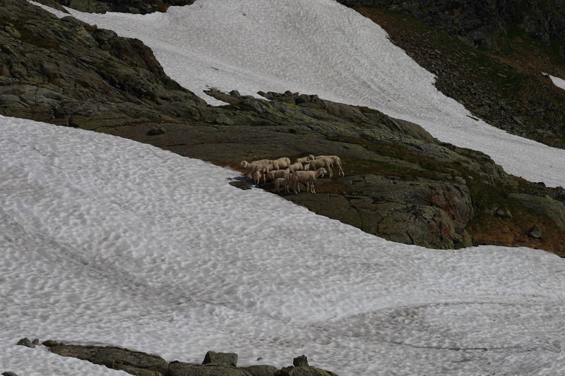 Datei:Goldlacken 0706 2008-06-25.jpg