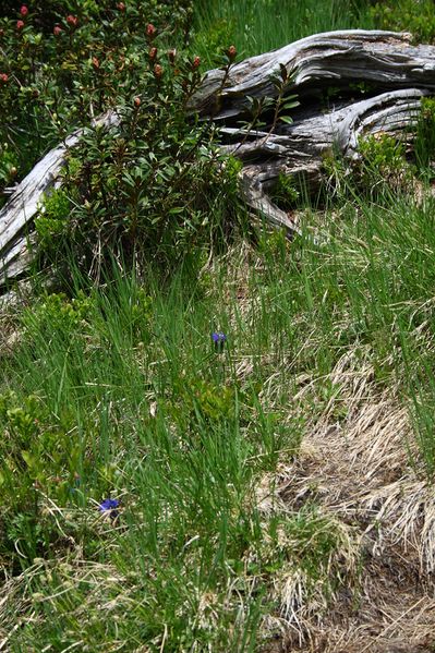 Datei:Im Hüttkar 39623 2012-06-29.jpg