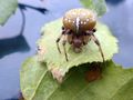 Vierfleckkreuzspinne250670.JPG