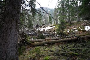 Strickerkar 55740 2014-05-02.jpg