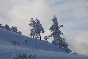 Zirbe - guschen 2897 2007-11-17.jpg