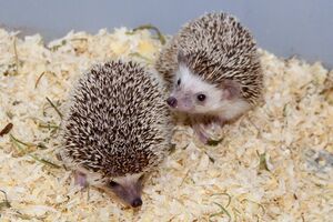 Afrikanische Weißbauchigel.jpg