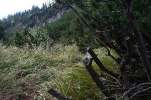 Bauernscharte tauplitzalm 34719 2016-09-26.jpg