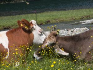 Beim schwarzensee kleinsölk 16470 2006-07-06.jpg