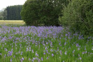 Enns-Altarme Niederstuttern 58410 2014-05-21.jpg