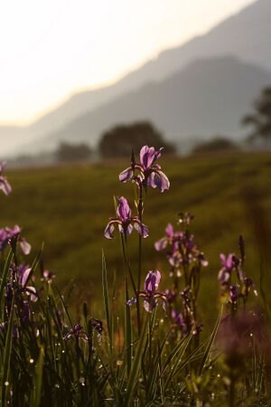 Enns-Altarme bei Niederstuttern 58773 2014-05-26.jpg