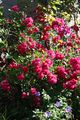 Entente florale weissenbach 66599 2014-07-06.jpg