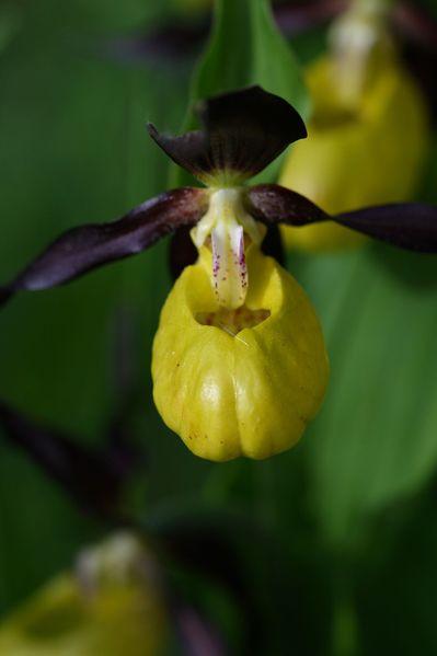 Datei:Frauenschuh 2067 2008-05-29.jpg