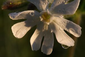Taubenkropf-Leimkraut-schladming 41236 10.05.2012.jpg
