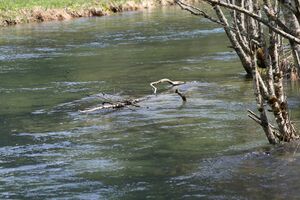 Untertalbach 7699 2012-05-04.jpg