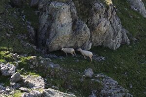 Bergseen himmelreich-giglach 9836 2010-07-11.jpg