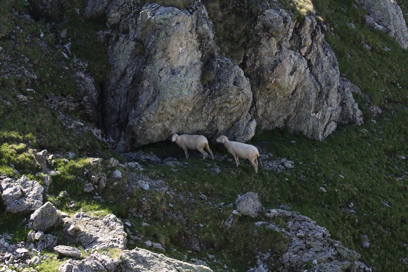 Datei:Bergseen himmelreich-giglach 9836 2010-07-11.jpg