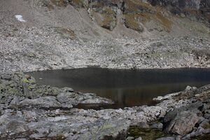 Goldlacken 0359 2013-10-08.jpg