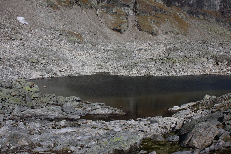 Datei:Goldlacken 0359 2013-10-08.jpg