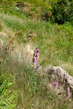 Mesneralm rottenmann-0245-2025-07-05.jpg