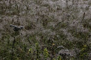 Striegler kleinsölk 54045 2017-07-21.jpg