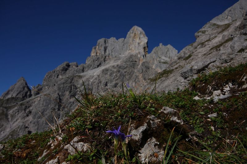 Datei:Bischofsmütze 36815 2011-09-11.jpg