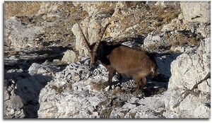 Gößeck steinbock0131.JPG