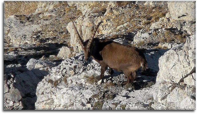 Datei:Gößeck steinbock0131.JPG