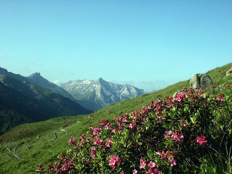 Datei:Guschen 2458 2002-06-26.jpg