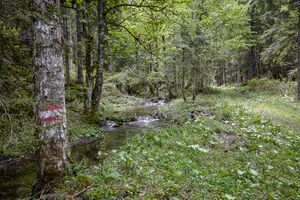 Höllboden hartelsgraben-1001-2021-06-05-2.jpg