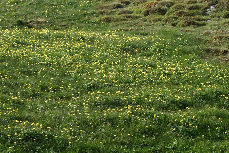 Datei:Trollblume blaufeldscharte 58082 2013-07-10.jpg