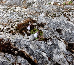 Weiße Soldanelle humlechnergraben.JPG