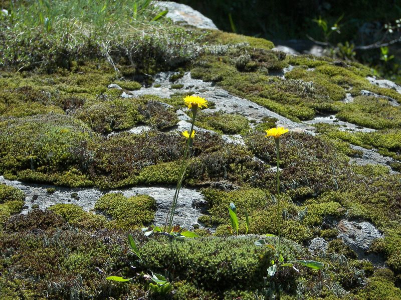 Datei:Wildkar 17548 2006-07-17.jpg