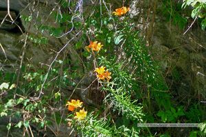 2025 06 22 Schladming Talbachklamm Wanderung 33.jpg