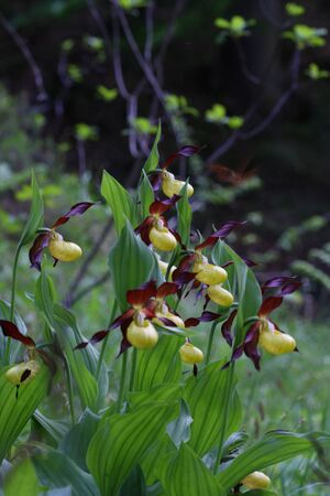 Frauenschuh 2190 2011-05-26.jpg