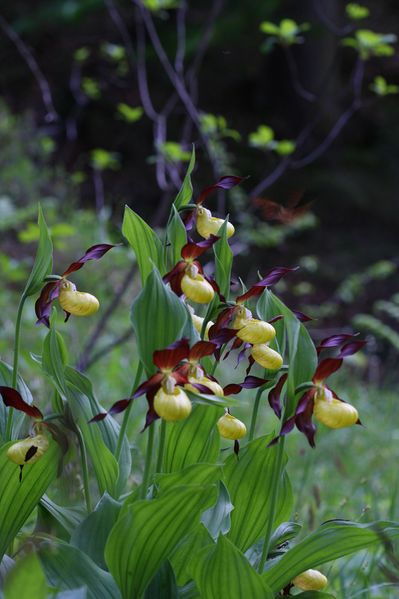 Datei:Frauenschuh 2190 2011-05-26.jpg