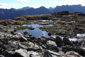 Goldlacken 0289 2013-10-08.jpg