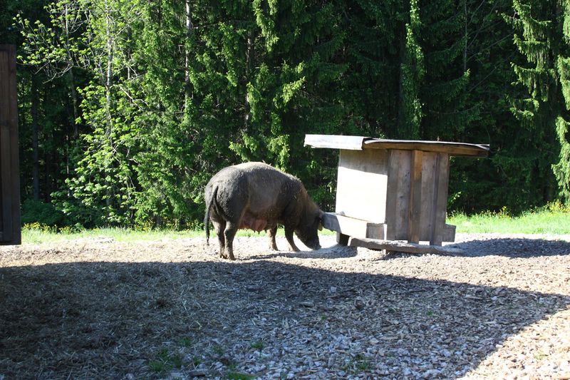 Datei:Grimmingsau moarhof 58226 2014-05-21.jpg