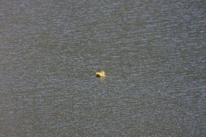 Schwarzensee kleinsölk 72547 2014-09-17.jpg