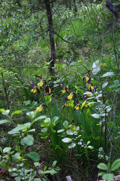 Datei:Frauenschuh 2077 2008-05-29.jpg