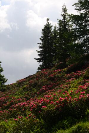 Im wildkar 23567 2008-06-26.jpg